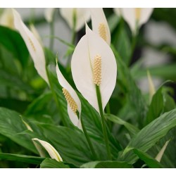 SPATHIPHYLLUM CUPIDO