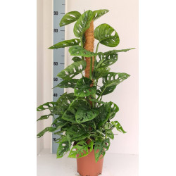 MONSTERA