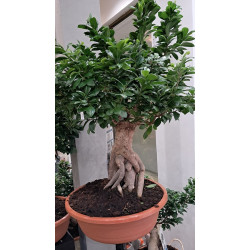 FICUS GINSENG GIGANTE